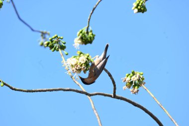 Brahminy Starlingorbrahminy Myna Beyaz İpek Pamuk Ağacı 'nda oturuyor. Bu kuş Beyaz İpek Pamuk Ağacı 'nın çiçeğinin nektarını emiyor. Sturnia pagodarum. Starling ailesinin bir üyesi..
