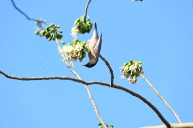 Brahminy Starlingorbrahminy Myna Beyaz İpek Pamuk Ağacı 'nda oturuyor. Bu kuş Beyaz İpek Pamuk Ağacı 'nın çiçeğinin nektarını emiyor. Sturnia pagodarum. Starling ailesinin bir üyesi..