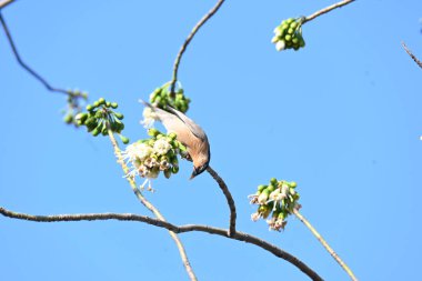 Brahminy Starlingorbrahminy Myna Beyaz İpek Pamuk Ağacı 'nda oturuyor. Bu kuş Beyaz İpek Pamuk Ağacı 'nın çiçeğinin nektarını emiyor. Sturnia pagodarum. Starling ailesinin bir üyesi..