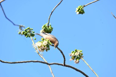 Brahminy Starlingorbrahminy Myna Beyaz İpek Pamuk Ağacı 'nda oturuyor. Bu kuş Beyaz İpek Pamuk Ağacı 'nın çiçeğinin nektarını emiyor. Sturnia pagodarum. Starling ailesinin bir üyesi..
