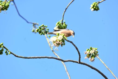 Brahminy Starlingorbrahminy Myna Beyaz İpek Pamuk Ağacı 'nda oturuyor. Bu kuş Beyaz İpek Pamuk Ağacı 'nın çiçeğinin nektarını emiyor. Sturnia pagodarum. Starling ailesinin bir üyesi..