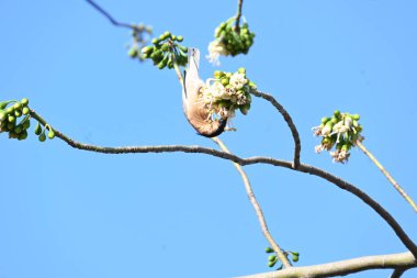 Brahminy Starlingorbrahminy Myna Beyaz İpek Pamuk Ağacı 'nda oturuyor. Bu kuş Beyaz İpek Pamuk Ağacı 'nın çiçeğinin nektarını emiyor. Sturnia pagodarum. Starling ailesinin bir üyesi..