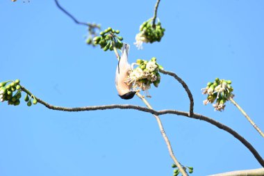 Brahminy Starlingorbrahminy Myna Beyaz İpek Pamuk Ağacı 'nda oturuyor. Bu kuş Beyaz İpek Pamuk Ağacı 'nın çiçeğinin nektarını emiyor. Sturnia pagodarum. Starling ailesinin bir üyesi..