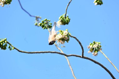 Brahminy Starlingorbrahminy Myna Beyaz İpek Pamuk Ağacı 'nda oturuyor. Bu kuş Beyaz İpek Pamuk Ağacı 'nın çiçeğinin nektarını emiyor. Sturnia pagodarum. Starling ailesinin bir üyesi..