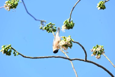 Brahminy Starlingorbrahminy Myna Beyaz İpek Pamuk Ağacı 'nda oturuyor. Bu kuş Beyaz İpek Pamuk Ağacı 'nın çiçeğinin nektarını emiyor. Sturnia pagodarum. Starling ailesinin bir üyesi..