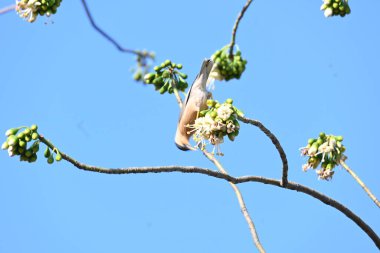 Brahminy Starlingorbrahminy Myna Beyaz İpek Pamuk Ağacı 'nda oturuyor. Bu kuş Beyaz İpek Pamuk Ağacı 'nın çiçeğinin nektarını emiyor. Sturnia pagodarum. Starling ailesinin bir üyesi..