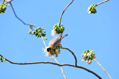 Brahminy Starlingorbrahminy Myna Beyaz İpek Pamuk Ağacı 'nda oturuyor. Bu kuş Beyaz İpek Pamuk Ağacı 'nın çiçeğinin nektarını emiyor. Sturnia pagodarum. Starling ailesinin bir üyesi..