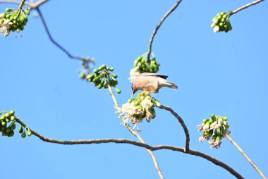 Brahminy Starlingorbrahminy Myna Beyaz İpek Pamuk Ağacı 'nda oturuyor. Bu kuş Beyaz İpek Pamuk Ağacı 'nın çiçeğinin nektarını emiyor. Sturnia pagodarum. Starling ailesinin bir üyesi..