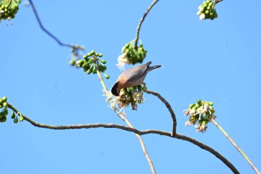 Brahminy Starlingorbrahminy Myna Beyaz İpek Pamuk Ağacı 'nda oturuyor. Bu kuş Beyaz İpek Pamuk Ağacı 'nın çiçeğinin nektarını emiyor. Sturnia pagodarum. Starling ailesinin bir üyesi..