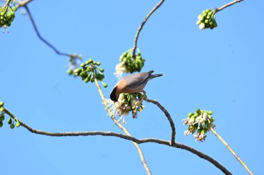 Brahminy Starlingorbrahminy Myna Beyaz İpek Pamuk Ağacı 'nda oturuyor. Bu kuş Beyaz İpek Pamuk Ağacı 'nın çiçeğinin nektarını emiyor. Sturnia pagodarum. Starling ailesinin bir üyesi..