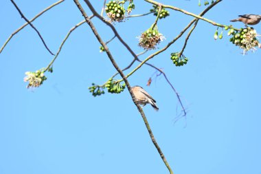 Brahminy Starlingorbrahminy Myna Beyaz İpek Pamuk Ağacı 'nda oturuyor. Bu kuş Beyaz İpek Pamuk Ağacı 'nın çiçeğinin nektarını emiyor. Sturnia pagodarum. Starling ailesinin bir üyesi..
