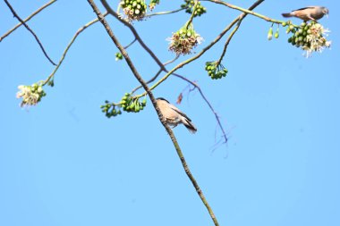 Brahminy Starlingorbrahminy Myna Beyaz İpek Pamuk Ağacı 'nda oturuyor. Bu kuş Beyaz İpek Pamuk Ağacı 'nın çiçeğinin nektarını emiyor. Sturnia pagodarum. Starling ailesinin bir üyesi..
