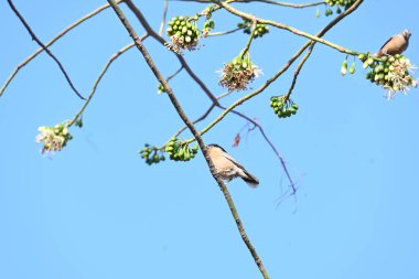 Brahminy Starlingorbrahminy Myna Beyaz İpek Pamuk Ağacı 'nda oturuyor. Bu kuş Beyaz İpek Pamuk Ağacı 'nın çiçeğinin nektarını emiyor. Sturnia pagodarum. Starling ailesinin bir üyesi..