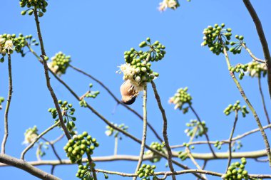 Brahminy Starlingorbrahminy Myna Beyaz İpek Pamuk Ağacı 'nda oturuyor. Bu kuş Beyaz İpek Pamuk Ağacı 'nın çiçeğinin nektarını emiyor. Sturnia pagodarum. Starling ailesinin bir üyesi..