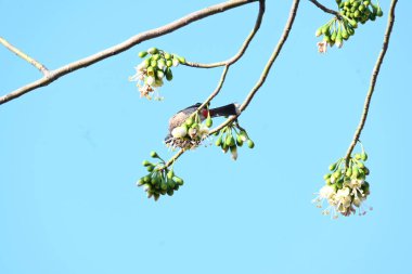 Brahminy Starlingorbrahminy Myna Beyaz İpek Pamuk Ağacı 'nda oturuyor. Bu kuş Beyaz İpek Pamuk Ağacı 'nın çiçeğinin nektarını emiyor. Sturnia pagodarum. Starling ailesinin bir üyesi..