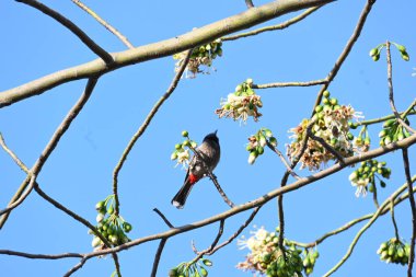 Brahminy Starlingorbrahminy Myna Beyaz İpek Pamuk Ağacı 'nda oturuyor. Bu kuş Beyaz İpek Pamuk Ağacı 'nın çiçeğinin nektarını emiyor. Sturnia pagodarum. Starling ailesinin bir üyesi..