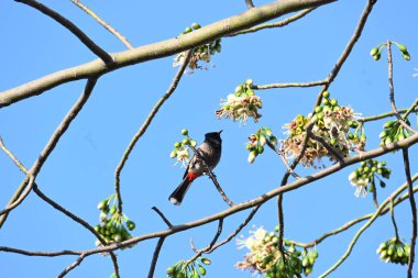 Brahminy Starlingorbrahminy Myna Beyaz İpek Pamuk Ağacı 'nda oturuyor. Bu kuş Beyaz İpek Pamuk Ağacı 'nın çiçeğinin nektarını emiyor. Sturnia pagodarum. Starling ailesinin bir üyesi..
