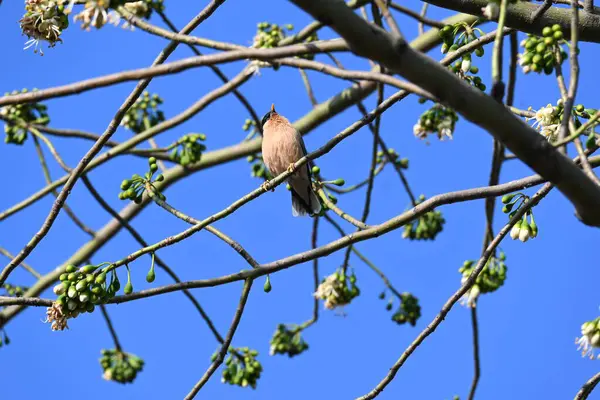 Brahminy Starlingorbrahminy Myna Beyaz İpek Pamuk Ağacı 'nda oturuyor. Bu kuş Beyaz İpek Pamuk Ağacı 'nın çiçeğinin nektarını emiyor. Sturnia pagodarum. Starling ailesinin bir üyesi..