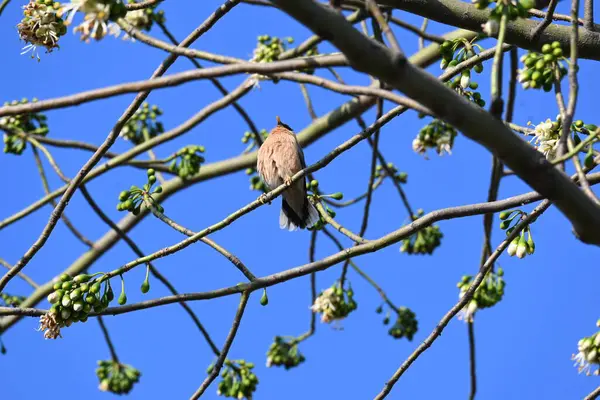 Brahminy Starlingorbrahminy Myna Beyaz İpek Pamuk Ağacı 'nda oturuyor. Bu kuş Beyaz İpek Pamuk Ağacı 'nın çiçeğinin nektarını emiyor. Sturnia pagodarum. Starling ailesinin bir üyesi..