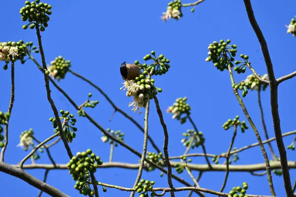 Brahminy Starlingorbrahminy Myna Beyaz İpek Pamuk Ağacı 'nda oturuyor. Bu kuş Beyaz İpek Pamuk Ağacı 'nın çiçeğinin nektarını emiyor. Sturnia pagodarum. Starling ailesinin bir üyesi..