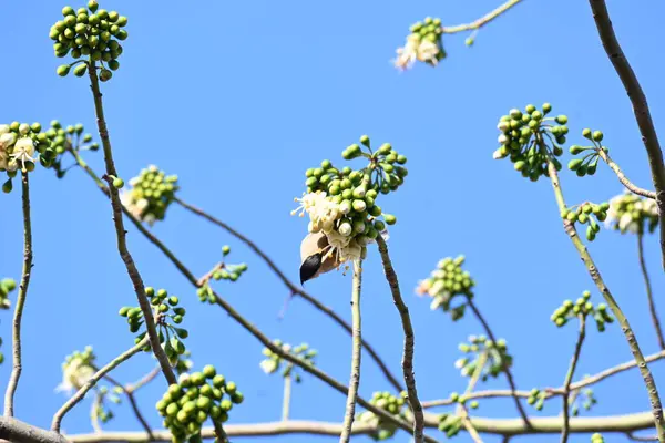 Brahminy Starlingorbrahminy Myna Beyaz İpek Pamuk Ağacı 'nda oturuyor. Bu kuş Beyaz İpek Pamuk Ağacı 'nın çiçeğinin nektarını emiyor. Sturnia pagodarum. Starling ailesinin bir üyesi..