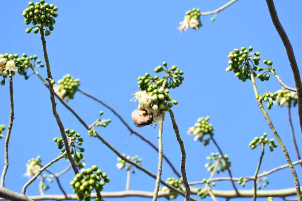 Brahminy Starlingorbrahminy Myna Beyaz İpek Pamuk Ağacı 'nda oturuyor. Bu kuş Beyaz İpek Pamuk Ağacı 'nın çiçeğinin nektarını emiyor. Sturnia pagodarum. Starling ailesinin bir üyesi..