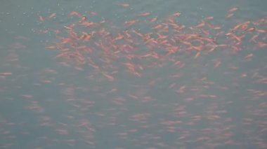 Küçük kırmızı balıklar suda oynuyorlar. Yeni doğmuş kırmızı balık sürüsü yaşadıkları nehirde yüzüyor. Deniz hayatı. Su canlıları. Sllow motion video.
