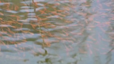 Küçük kırmızı balıklar suda oynuyorlar. Yeni doğmuş kırmızı balık sürüsü yaşadıkları nehirde yüzüyor. Deniz hayatı. Su canlıları. Sllow motion video.