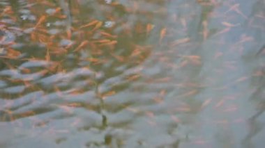 Küçük kırmızı balıklar suda oynuyorlar. Yeni doğmuş kırmızı balık sürüsü yaşadıkları nehirde yüzüyor. Deniz hayatı. Su canlıları. Sllow motion video.