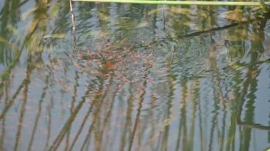 Küçük kırmızı balıklar suda oynuyorlar. Yeni doğmuş kırmızı balık sürüsü yaşadıkları nehirde yüzüyor. Deniz hayatı. Su canlıları. Sllow motion video.