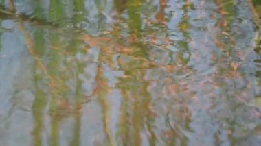 Küçük kırmızı balıklar suda oynuyorlar. Yeni doğmuş kırmızı balık sürüsü yaşadıkları nehirde yüzüyor. Deniz hayatı. Su canlıları. Sllow motion video.