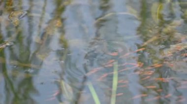 Küçük kırmızı balıklar suda oynuyorlar. Yeni doğmuş kırmızı balık sürüsü yaşadıkları nehirde yüzüyor. Deniz hayatı. Su canlıları. Sllow motion video.