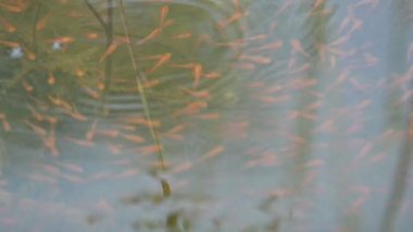 Küçük kırmızı balıklar suda oynuyorlar. Yeni doğmuş kırmızı balık sürüsü yaşadıkları nehirde yüzüyor. Deniz hayatı. Su canlıları. Sllow motion video.