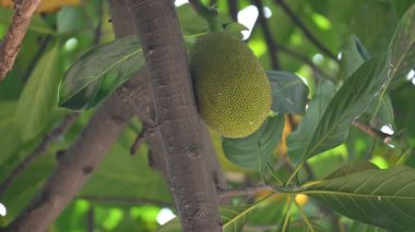 Ağaçta Jackfruit var. Bu bir Moracea ailesi meyvesi. Adı Artocarpus heterophyllus ve Jackfruit. Yeşil hazır olmayan meyve yemek için kullanıldığı gibi pişirilir. Hindistan 'da popüler meyveler..