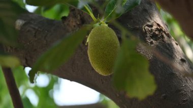 Ağaçta Jackfruit var. Bu bir Moracea ailesi meyvesi. Adı Artocarpus heterophyllus ve Jackfruit. Yeşil hazır olmayan meyve yemek için kullanıldığı gibi pişirilir. Hindistan 'da popüler meyveler..