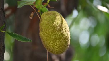 Ağaçta Jackfruit var. Bu bir Moracea ailesi meyvesi. Adı Artocarpus heterophyllus ve Jackfruit. Yeşil hazır olmayan meyve yemek için kullanıldığı gibi pişirilir. Hindistan 'da popüler meyveler..