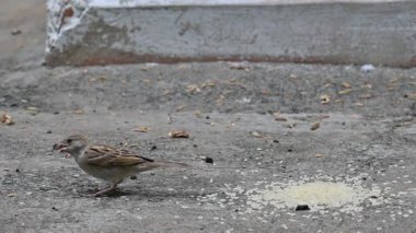 Tahılları gagalayan serçe. Diğer adı Passer domesticus ve Indian House serçesi. Bu papağan familyasından bir kuş, dünyanın pek çok yerinde bulunur. Yavaş çekim videosu. 