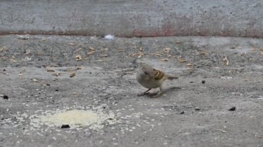 Tahılları gagalayan serçe. Diğer adı Passer domesticus ve Indian House serçesi. Bu papağan familyasından bir kuş, dünyanın pek çok yerinde bulunur. Yavaş çekim videosu. 
