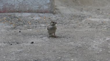 Tahılları gagalayan serçe. Diğer adı Passer domesticus ve Indian House serçesi. Bu papağan familyasından bir kuş, dünyanın pek çok yerinde bulunur. Yavaş çekim videosu. 