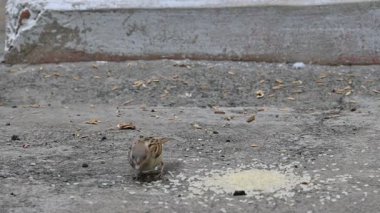 Tahılları gagalayan serçe. Diğer adı Passer domesticus ve Indian House serçesi. Bu papağan familyasından bir kuş, dünyanın pek çok yerinde bulunur. Yavaş çekim videosu. 
