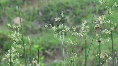 Cyperus rotundus otu. Yaygın isimleri Coco grass, Java grass, nut grass, Purple nut sedge, Mor nutsedge, Red nutsedge ve Khmerkravanh check grass. Bu bir sedgedgeCyperaceae türü..