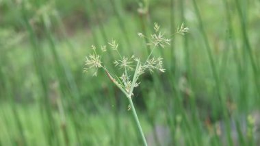 Cyperus rotundus otu. Yaygın isimleri Coco grass, Java grass, nut grass, Purple nut sedge, Mor nutsedge, Red nutsedge ve Khmerkravanh check grass. Bu bir sedgedgeCyperaceae türü..