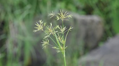 Cyperus rotundus otu. Yaygın isimleri Coco grass, Java grass, nut grass, Purple nut sedge, Mor nutsedge, Red nutsedge ve Khmerkravanh check grass. Bu bir sedgedgeCyperaceae türü..
