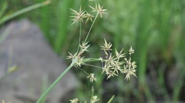 Cyperus rotundus otu. Yaygın isimleri Coco grass, Java grass, nut grass, Purple nut sedge, Mor nutsedge, Red nutsedge ve Khmerkravanh check grass. Bu bir sedgedgeCyperaceae türü..