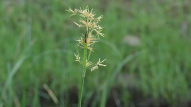 Cyperus rotundus otu. Yaygın isimleri Coco grass, Java grass, nut grass, Purple nut sedge, Mor nutsedge, Red nutsedge ve Khmerkravanh check grass. Bu bir sedgedgeCyperaceae türü..