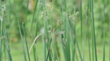 Cyperus rotundus otu. Yaygın isimleri Coco grass, Java grass, nut grass, Purple nut sedge, Mor nutsedge, Red nutsedge ve Khmerkravanh check grass. Bu bir sedgedgeCyperaceae türü..
