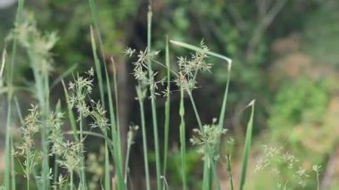 Cyperus rotundus otu. Yaygın isimleri Coco grass, Java grass, nut grass, Purple nut sedge, Mor nutsedge, Red nutsedge ve Khmerkravanh check grass. Bu bir sedgedgeCyperaceae türü..