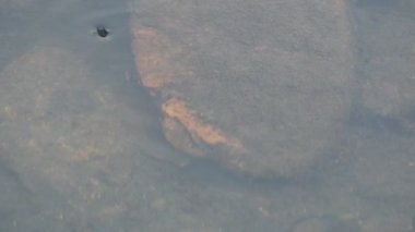 Su yüzeyinde dönen böcekler ya da su böcekleri. Gyrinidae familyasından bir kuş türü. Genellikle suyun yüzeyinde yüzerler, ama suyun içinde de yüzebilirler. Yavaş çekim videosu. 