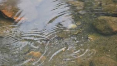 Su yüzeyinde dönen böcekler ya da su böcekleri. Gyrinidae familyasından bir kuş türü. Genellikle suyun yüzeyinde yüzerler, ama suyun içinde de yüzebilirler. Yavaş çekim videosu. 
