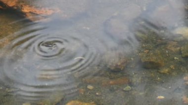 Su yüzeyinde dönen böcekler ya da su böcekleri. Gyrinidae familyasından bir kuş türü. Genellikle suyun yüzeyinde yüzerler, ama suyun içinde de yüzebilirler. Yavaş çekim videosu. 